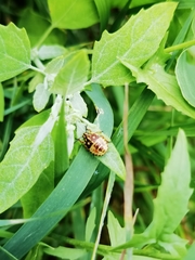Carpocoris purpureipennis