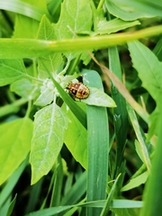 Carpocoris purpureipennis