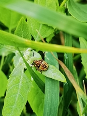 Carpocoris purpureipennis