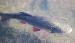 Leuciscus idus