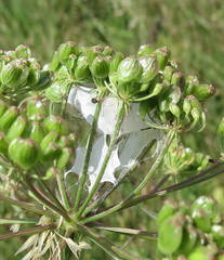 Peucedanum oreoselinum