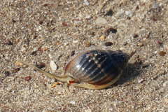 Nassarius pullus