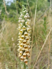 Digitalis ferruginea