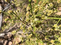 Calytrix brownii