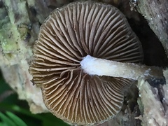 Simocybe centunculus var. centunculus image
