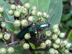 Campsosternus auratus