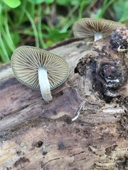 Simocybe centunculus var. centunculus image