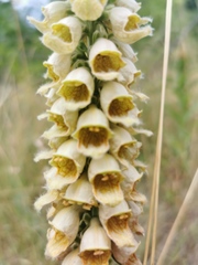 Digitalis ferruginea