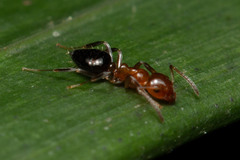 Prolasius convexus