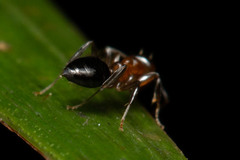 Prolasius convexus