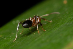 Prolasius convexus