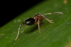Prolasius convexus