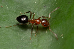 Prolasius convexus