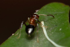 Prolasius convexus