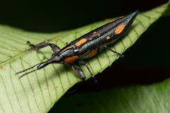 Rhinotia plagiata