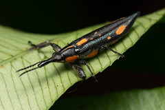 Rhinotia plagiata