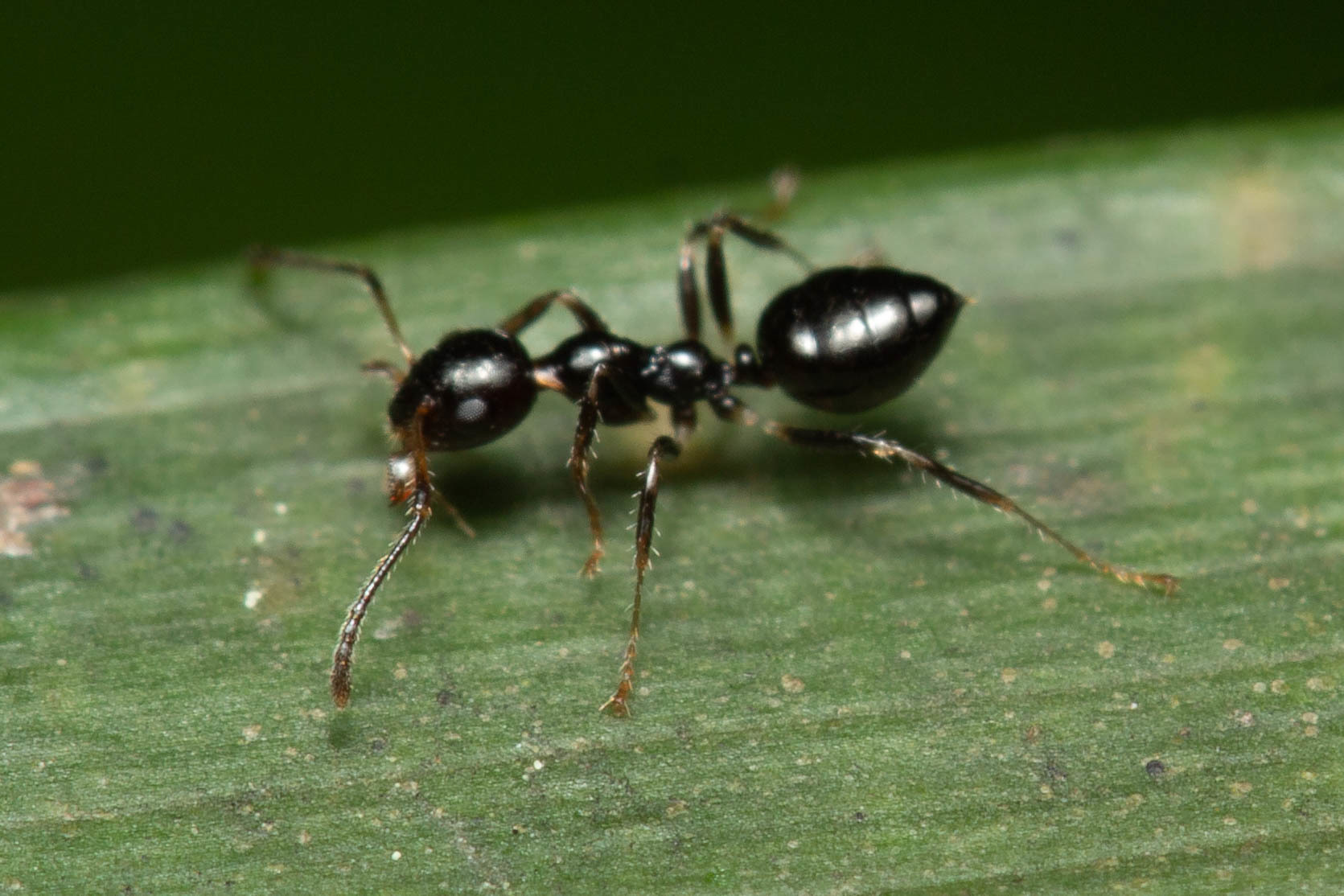 Myrmecorhynchus emeryi