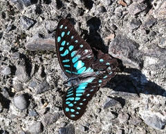 Graphium doson postianus
