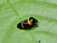 Cosmoscarta abdominalis