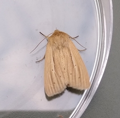 Mythimna pallens