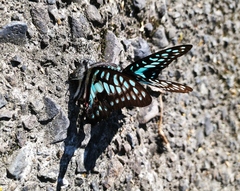 Graphium doson postianus