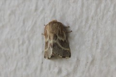 Malacosoma californica