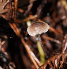 Mycena austrofilopes