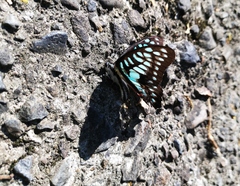 Graphium doson postianus