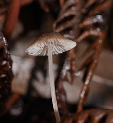 Mycena austrofilopes