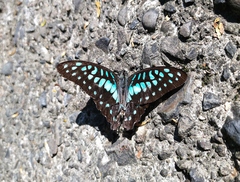 Graphium doson postianus