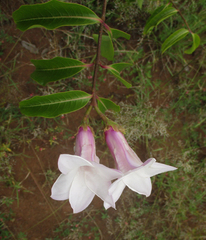 Cryptostegia grandiflora image