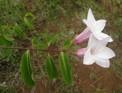 Cryptostegia grandiflora image