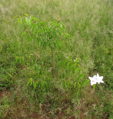 Cryptostegia grandiflora image