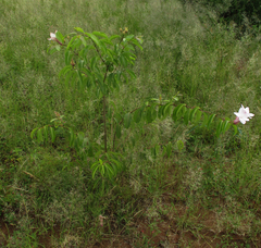 Cryptostegia grandiflora image