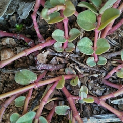 Euphorbia serpens