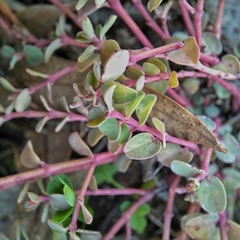 Euphorbia serpens