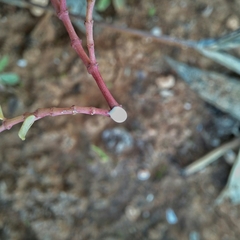 Euphorbia serpens