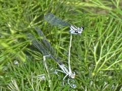 Pseudocopera ciliata