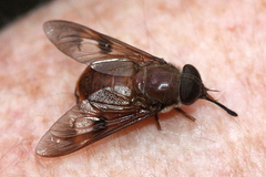 Copidapha quadrimacula