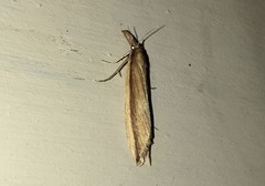 Donacaula mucronella