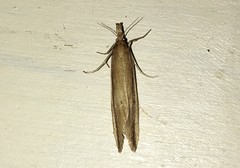 Donacaula mucronella