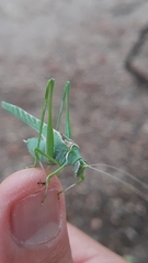 Insara elegans