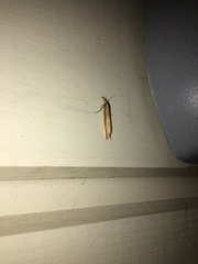 Donacaula mucronella