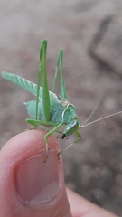 Insara elegans
