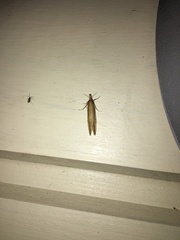 Donacaula mucronella