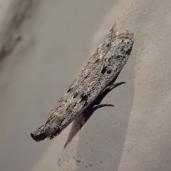 Phycitodes mucidella