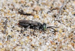 Tachysphex terminatus