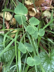 Euphorbia variabilis