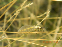 Myrmecaelurus trigrammus