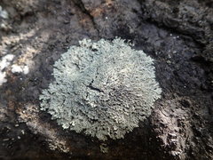 Heterodermia spathulifera